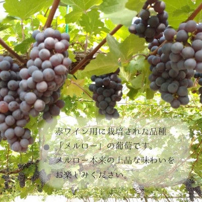 グリーンファーム小野寺の無添加葡萄ジュースセット(180ml×10本)PO1-020
