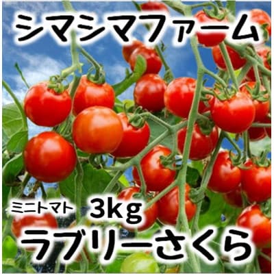 北海道伊達市 ミニトマト ラブリーさくら 3kg