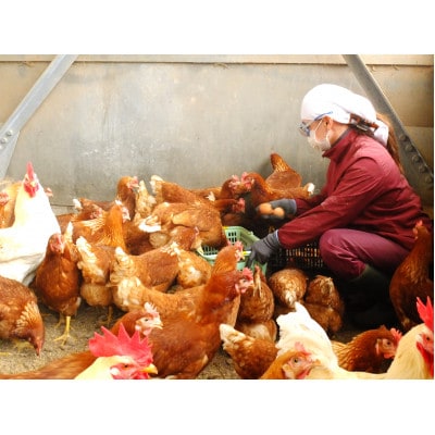 北海道伊達市産 平飼い(有精卵)たまごの心 太陽の園 Lサイズ 40個