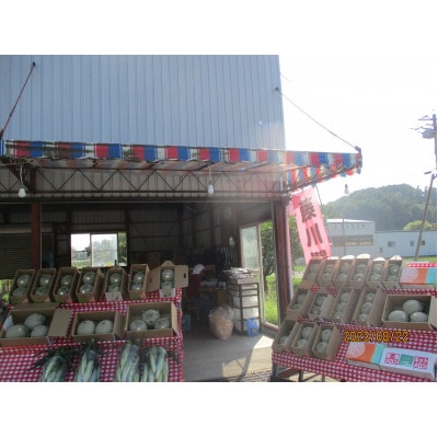 北海道産 有珠メロン 赤肉 Lサイズ 1.6kg以上×2玉 ツル付き ルピアレッド