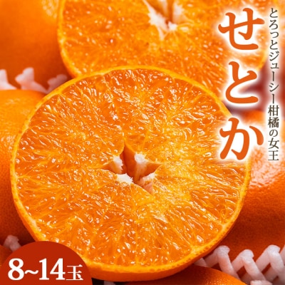 【2026年先行受付】とろっとジューシー せとか 8～14玉 - みかん 秀 ku-0041
