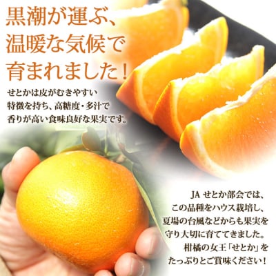 【2026年先行受付】とろっとジューシー せとか 8～14玉 - みかん 秀 ku-0041