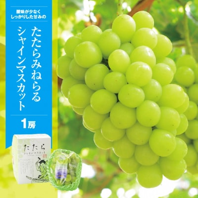 たたらみねらるシャインマスカット1房(2025年産先行受付)