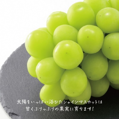 たたらみねらるシャインマスカット1房(2025年産先行受付)