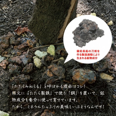 たたらみねらるシャインマスカット1房(2025年産先行受付)