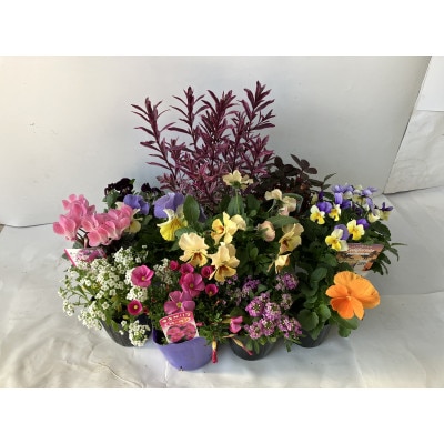 【通年受付】季節の花苗セット(10～16ポット)