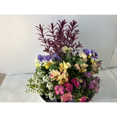 季節のお花の寄植
