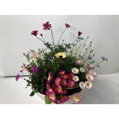 季節のお花の寄植