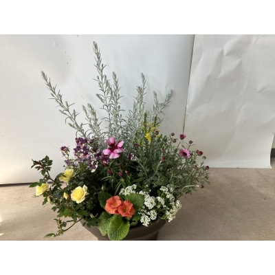 季節のお花の寄植