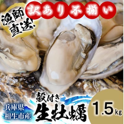 ★先行予約★《訳あり・不揃い》殻付き生牡蠣　1.5kg 【漁師直送!】冷蔵配送