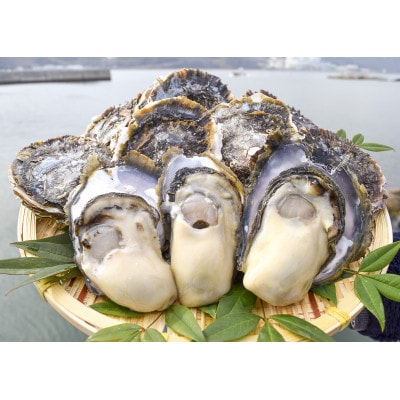 ★先行予約★岩かき　2kg【漁師直送!】2027年6月上旬～発送