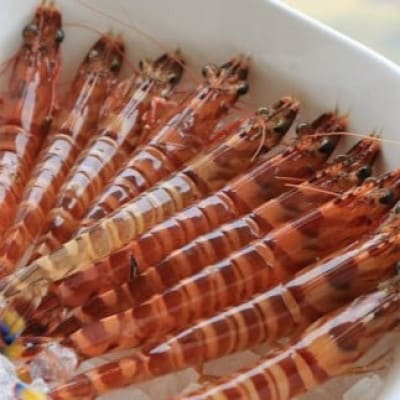 【養殖場から直送】急速冷凍車えび 中サイズ 約500g(22～26尾/500g×1P)