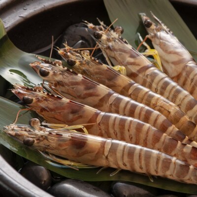【養殖場から直送】急速冷凍車えび 大サイズ 1kg(34～42尾/500g×2P)