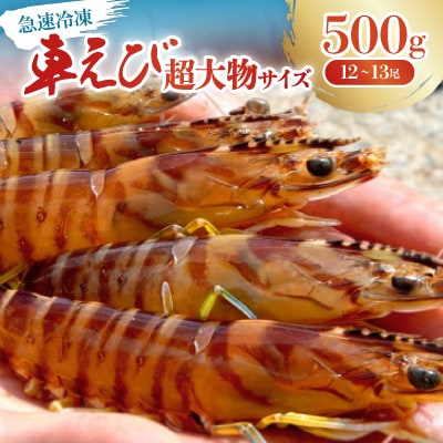 【養殖場から直送】急速冷凍車えび 超大物サイズ 500g(12～13尾/500g×1P)