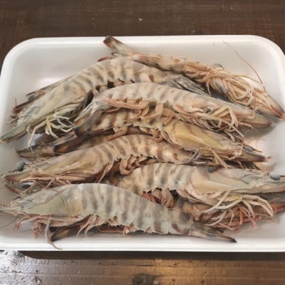 【加熱用・養殖場から直送】急速冷凍車えび BBQ 約500g(12～16尾/500g×1P)