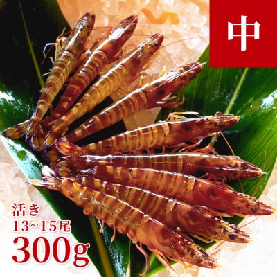 【養殖場から直送】活き車海老 中サイズ 約300g(13～15尾/約14cm)