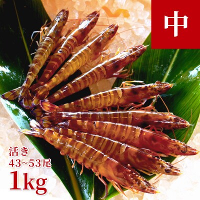 【養殖場から直送】活き車海老 中サイズ 約1kg(43～53尾/約14cm)