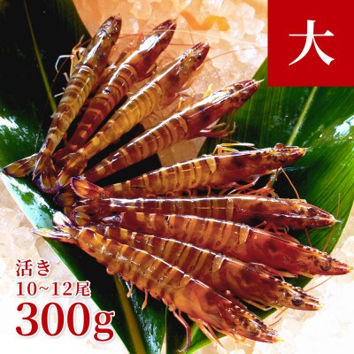 【養殖場から直送】活き車海老 大サイズ 約300g(10～12尾/約15cm)
