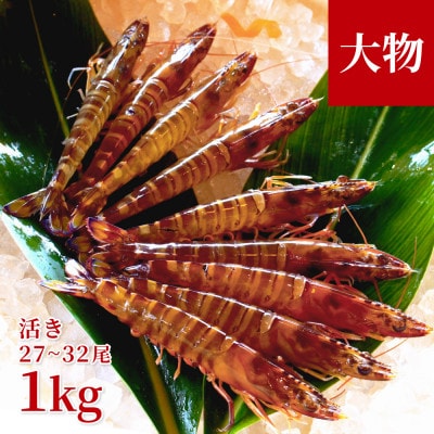【養殖場から直送】活き車海老 大物サイズ 約1kg(27～32尾/約16cm)