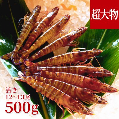 【養殖場から直送】活き車海老 超大物サイズ 約500g(12～13尾/約17cm)