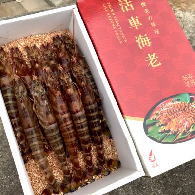 【養殖場から直送】活き車海老 超大物サイズ 約500g(12～13尾/約17cm)