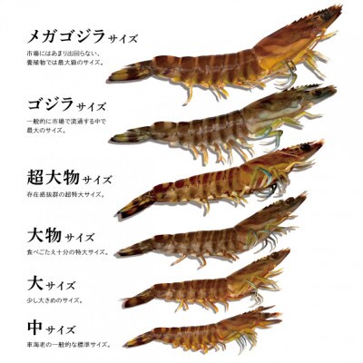 【養殖場から直送】活き車海老 超大物サイズ 約500g(12～13尾/約17cm)