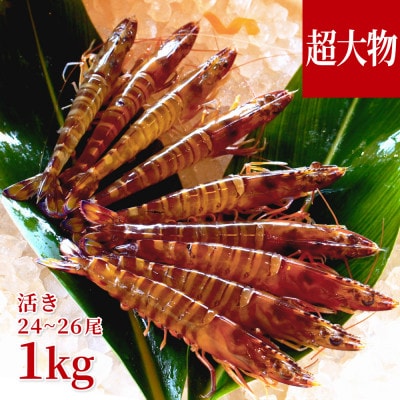【養殖場から直送】活き車海老 超大物サイズ 約1kg(24～26尾/約17cm)