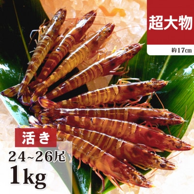 【養殖場から直送】活き車海老 超大物サイズ 約1kg(24～26尾/約17cm)