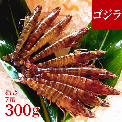 【養殖場から直送】活き車海老 ゴジラサイズ 約300g(8尾/約18cm)