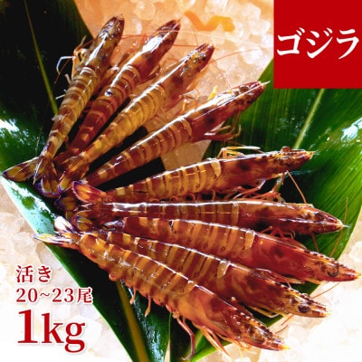 【養殖場から直送】活き車海老 ゴジラサイズ 約1kg(20～23尾/約18cm)