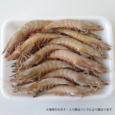 【養殖場から直送】急速冷凍車えび 訳アリ品 500g