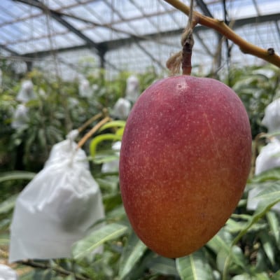 【2025年発送・家庭用】宜野座産のアーウィンマンゴー1.5kg(4～6玉)