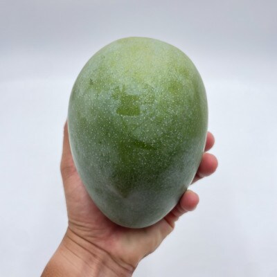【2025年発送・贈答用】宜野座産のキーツマンゴー2.0kg(2～3玉)