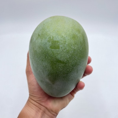 【2025年発送・贈答用】宜野座産のキーツマンゴー3.0kg(2～3玉)