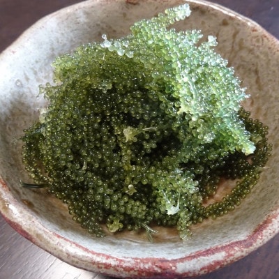 宜野座村の海ぶどう(100g×5パック)