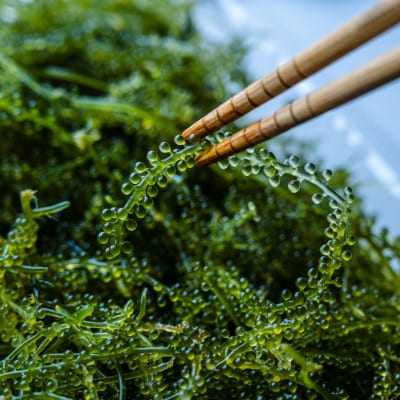 宜野座村の海ぶどう(100g×5パック)