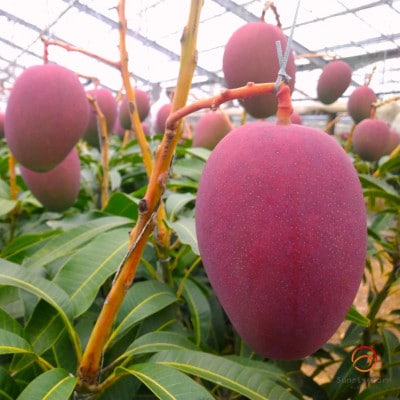 【2025年発送】サンライズファームのご自宅用マンゴー1kg(2～3玉)