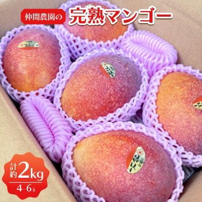 【2026年6月から順次発送】甘みと酸味が絶妙なバランスの仲間農園の完熟マンゴー2kg