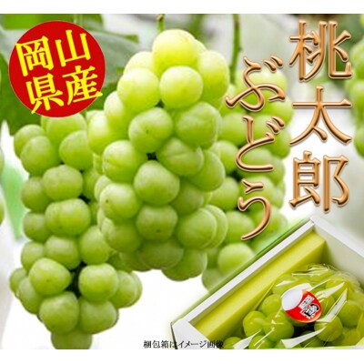 岡山県産桃太郎ぶどう(1房680g以上)1房入り【令和7年産先行受付】H-26a