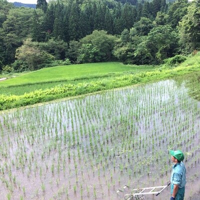 2019年10月発送開始『定期便』新潟県奥阿賀産こしひかり20kg【越後ファーム】全8回