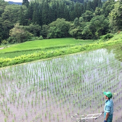 2020年3月発送開始『定期便』新潟県奥阿賀産こしひかり10kg【越後ファーム】全5回