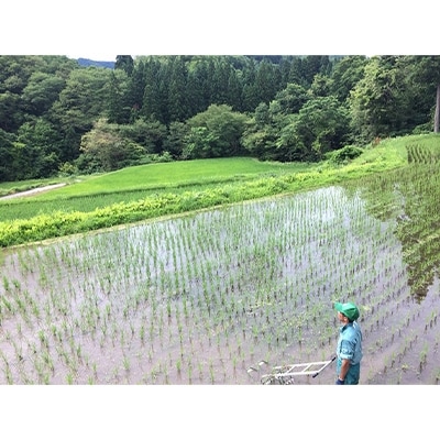 2021年1月発送開始『定期便』新潟県奥阿賀産こしひかり7kg【越後ファーム】全3回