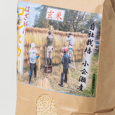 小会瀬のお米「はざがけコシヒカリ」玄米　5kg