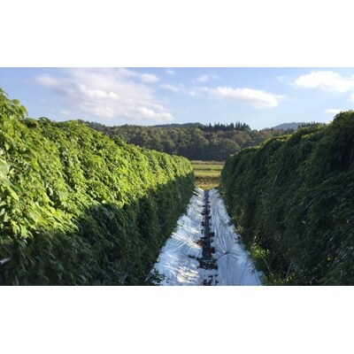 奥阿賀じねんじょ　1kg箱入り