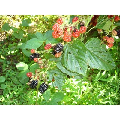 奥阿賀ブラックフーズセット 秋(全5種)