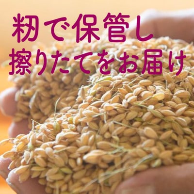 【毎月定期便】【中旬より発送】新潟県こしひかり『奥阿賀仁一郎』 籾保管・発送直前精米 10kg全4回