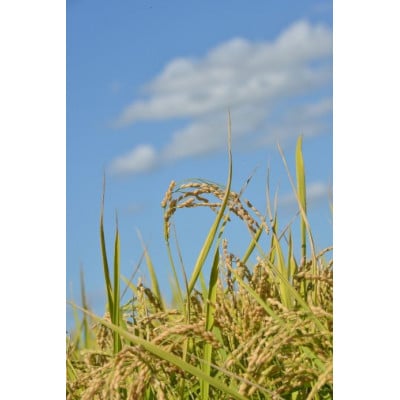 先行予約 令和7年産 たかすタロファームゆめぴりか【玄米】10kg(5kg×2) SA197