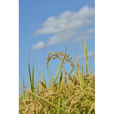 先行予約 令和7年産 たかすタロファームゆめぴりか【精白米】8kg(2kg×4) SA167