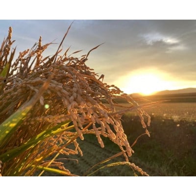 令和7年産 真空パック ななつぼし 白米 5kg×4 計20kgセット