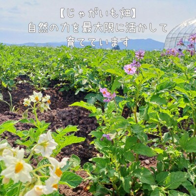 じゃがいも食べ比べ3キロセット!北海道鷹栖町よりお届け♪採れたてを畑から直送! SA208